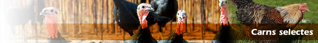 Carnes selectas