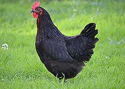 Gallinas ponedoras