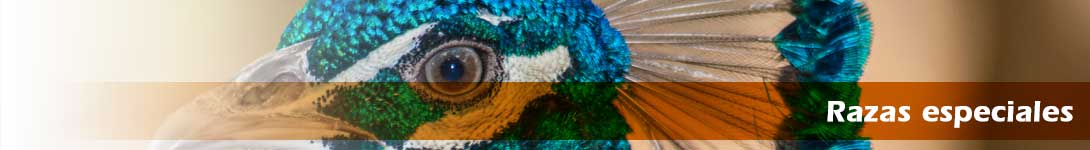 Pavos industriales