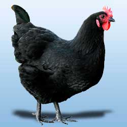 Gallina ponedora negra