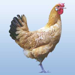 Gallina ponedora del Prat