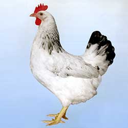 Gallina ponedora sussex